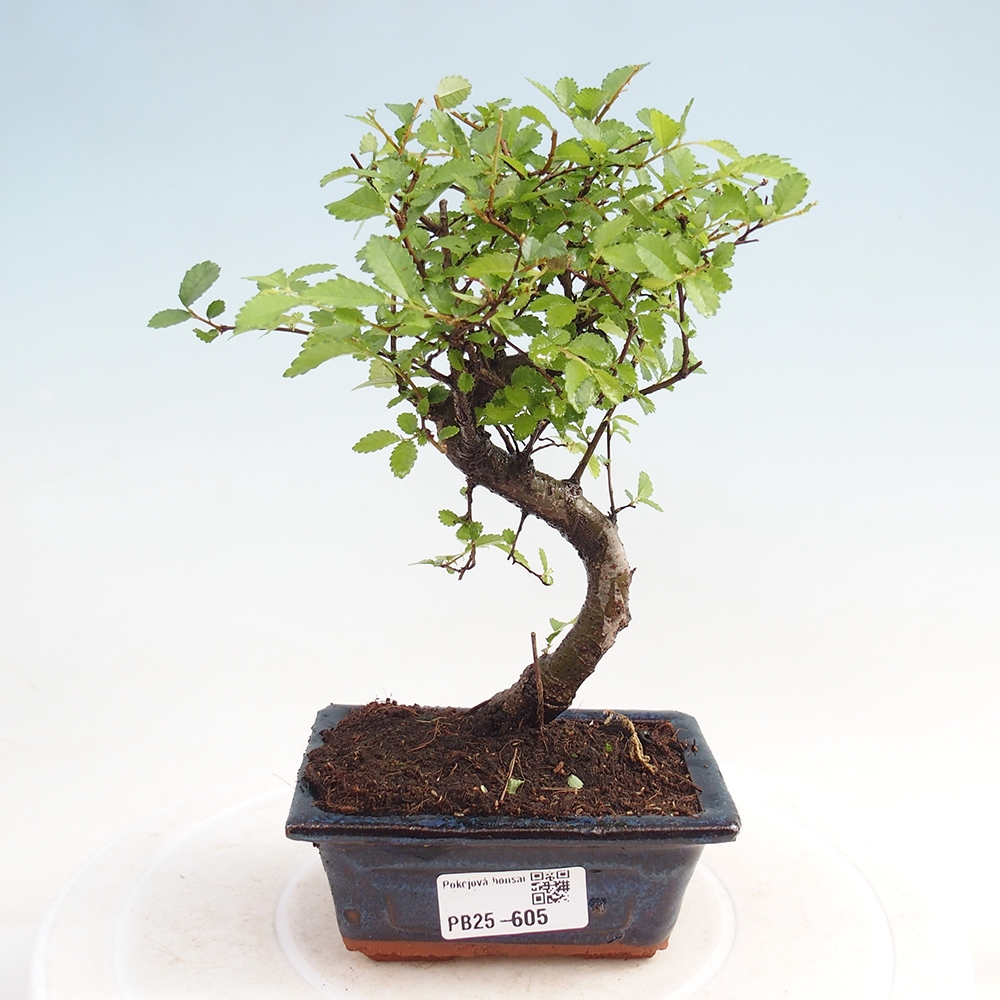 Izbová bonsai - Ulmus parvifolia - Malolistý brest