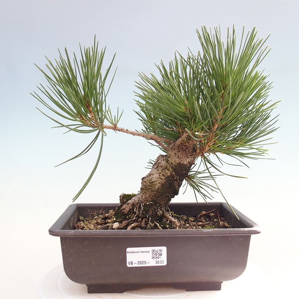 Vonkajšie bonsaje - Pinus thunbergii - borovica Thunbergova