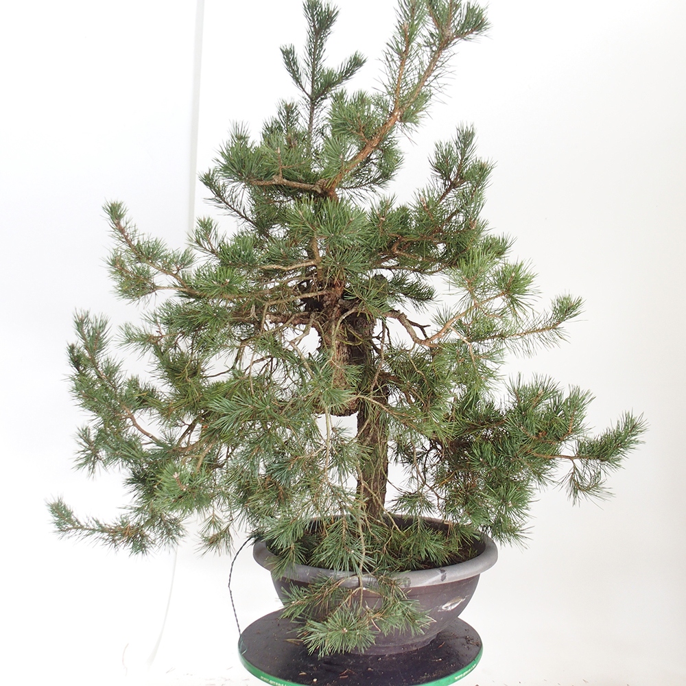 Yamadori - Pinus sylvestris Španielsko
