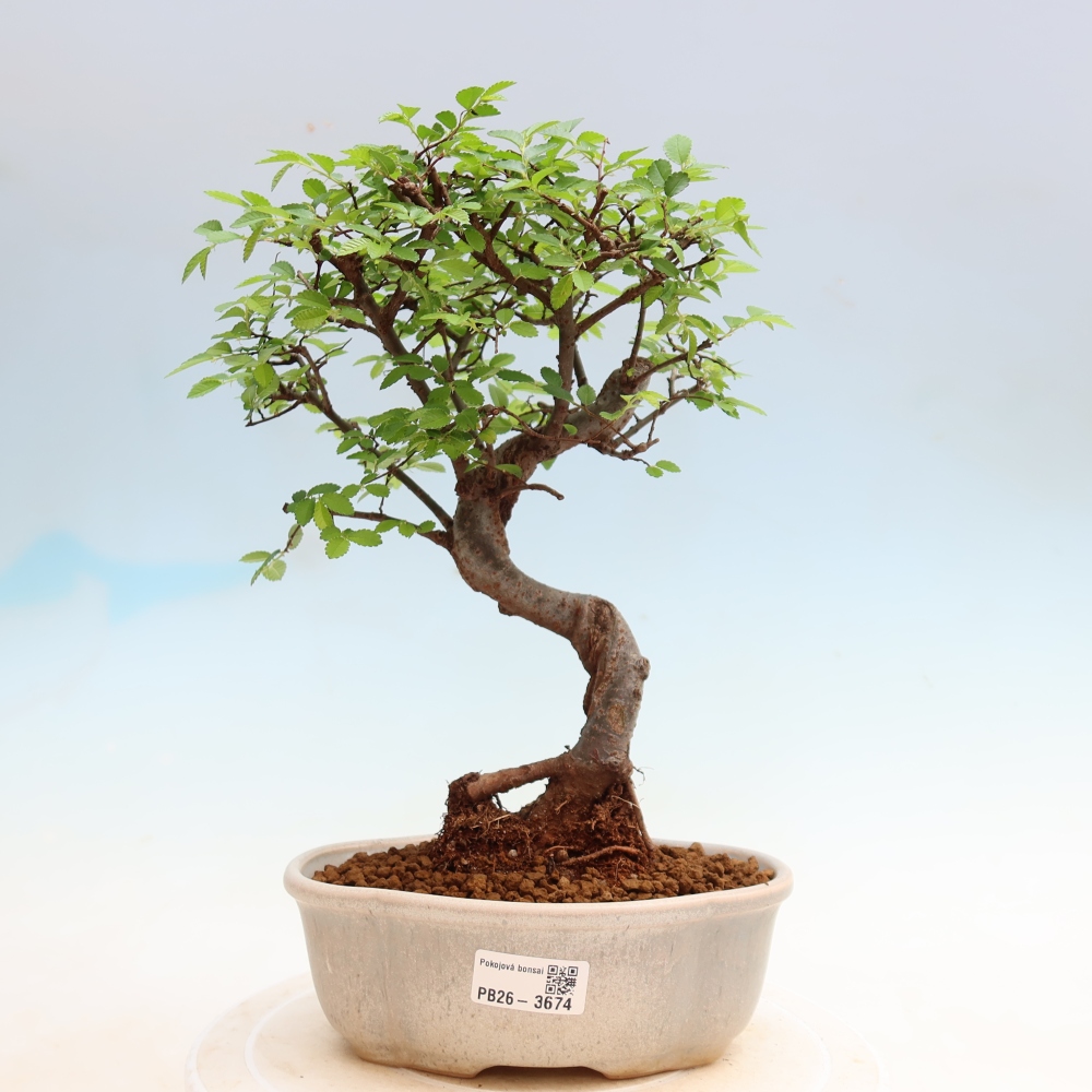 Izbový bonsaj - Ulmus parvifolia - brest malolistý