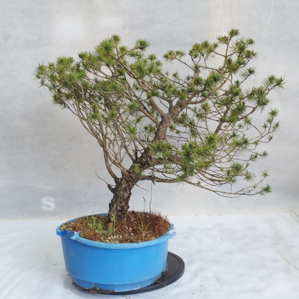 Yamadori - Pinus sylvestris 