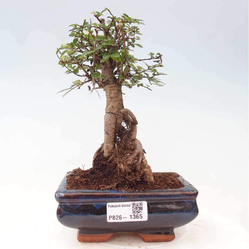 Izbový bonsaj - Ulmus parvifolia - brest malolistý