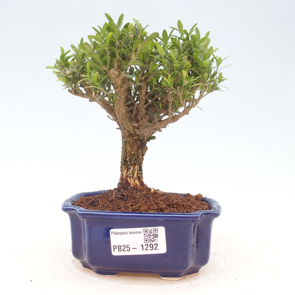 Izbová bonsai - Buxus harlandii - korkový buxus