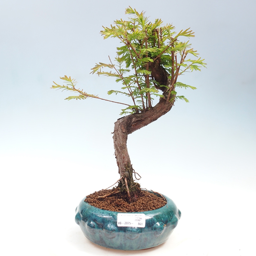 Vonkajšie bonsai - Metasequoia glyptostroboides - Metasekvoja Čínska