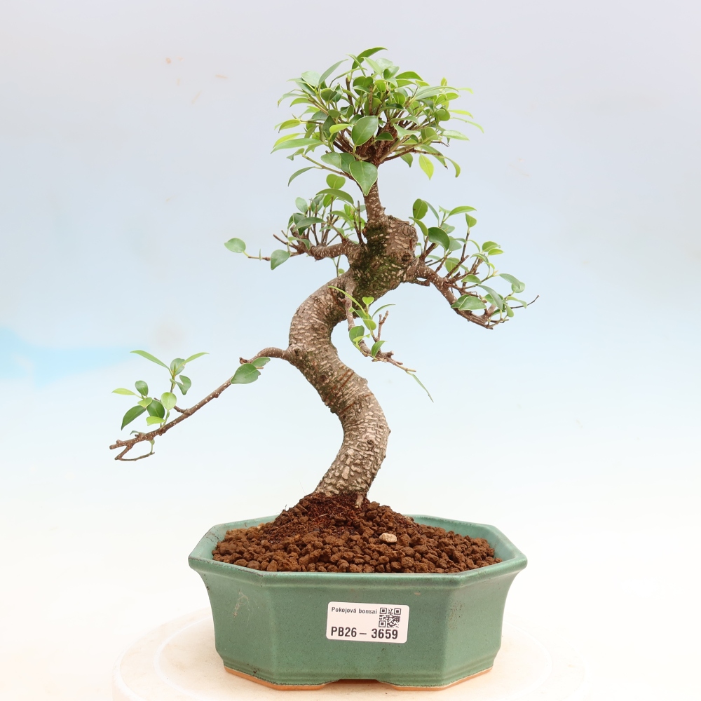 Izbové bonsaje - Ficus kimmen - drobnolistý fikus