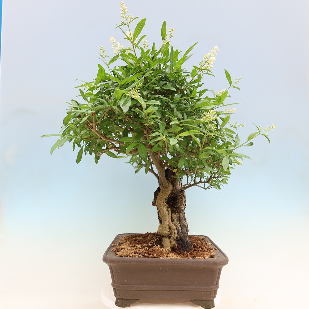Vonkajší bonsaj - Ligustrum vulgare - Vtáčí zobák