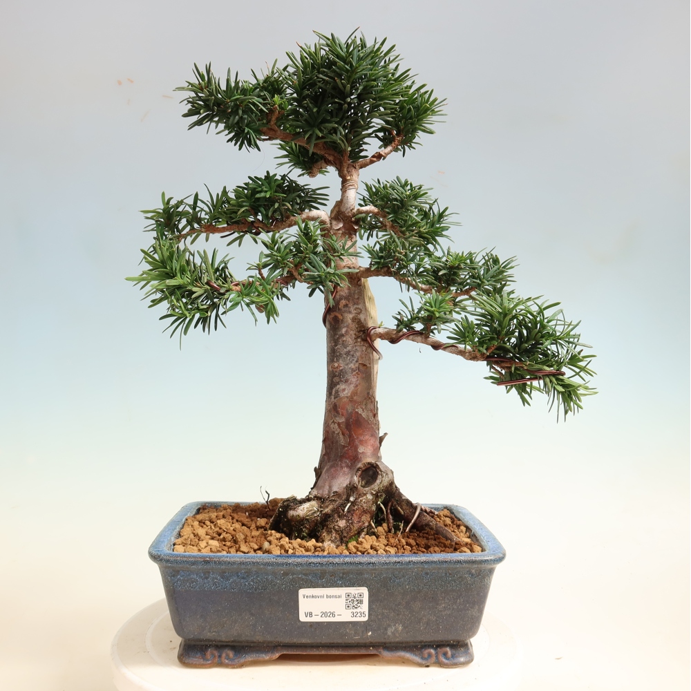 Vonkajší bonsai – Taxus cuspidata – japonský tis