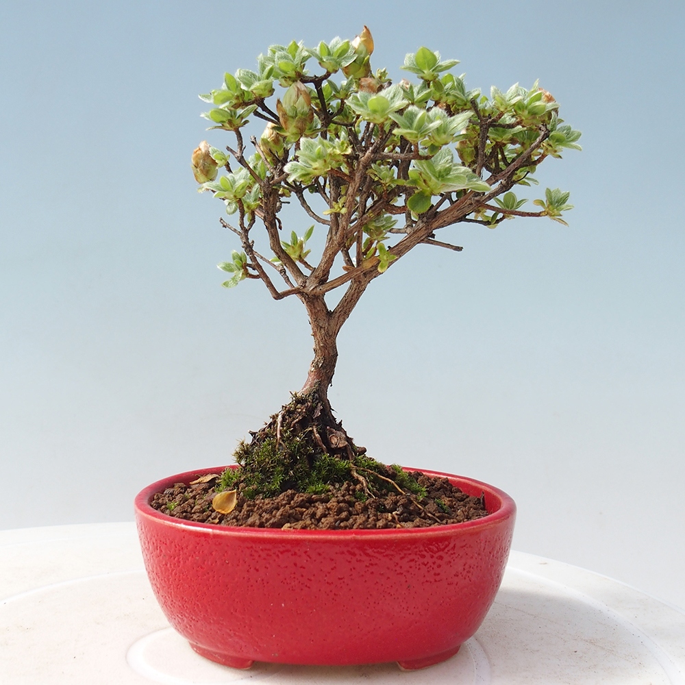 Vonkajší bonsai - Rhododendron indicum - Japonská azalka