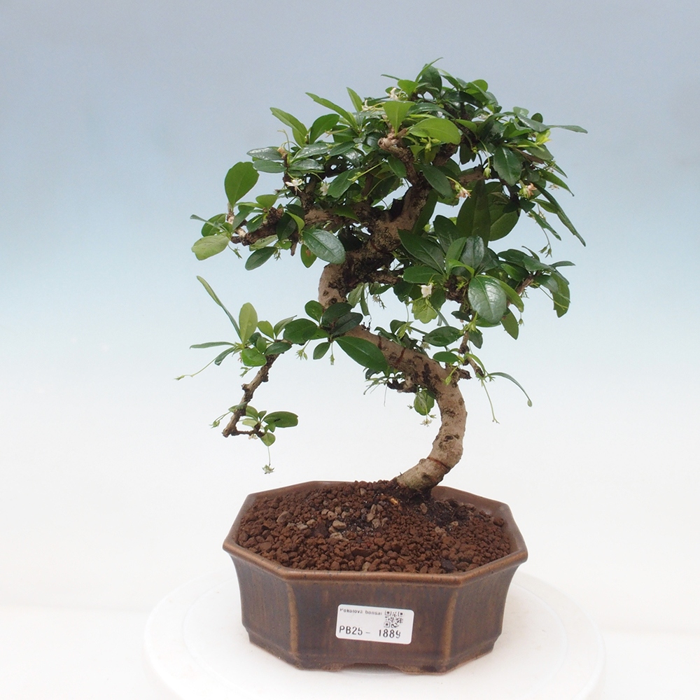 Izbová bonsai - Carmona macrophylla - Čaj fuki