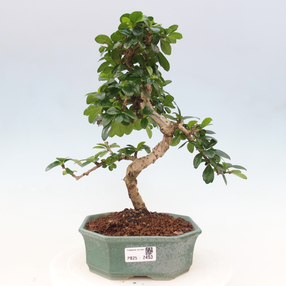 Izbová bonsai - Carmona macrophylla - Čaj fuki