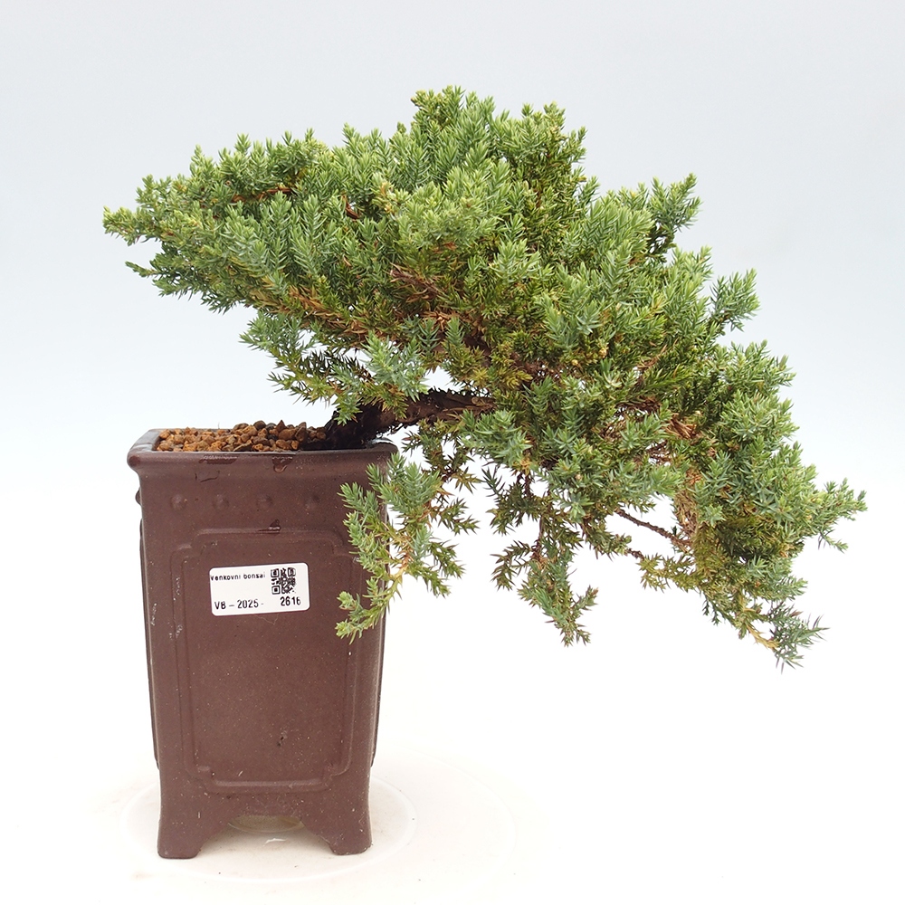 Vonkajší bonsai - Juniperus procumbens - Borievka polehavá
