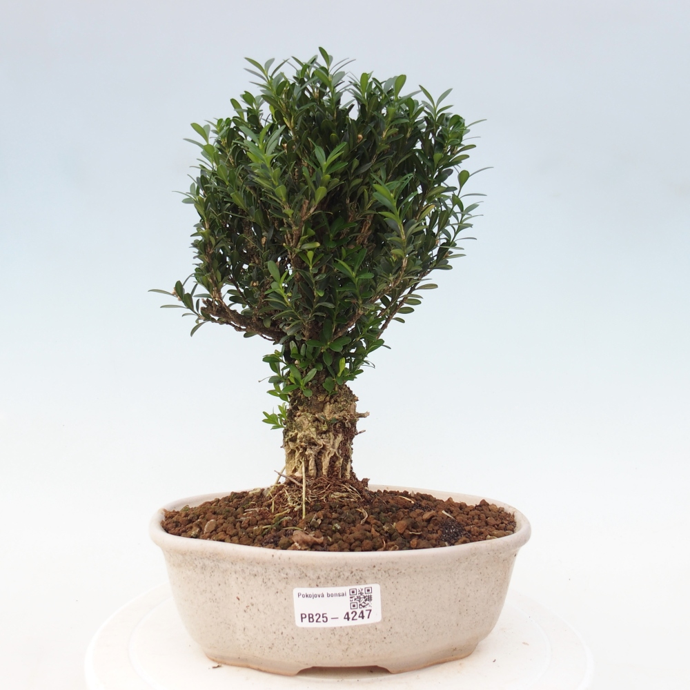 Izbové bonsaje - Buxus harlandii - korkový buxus