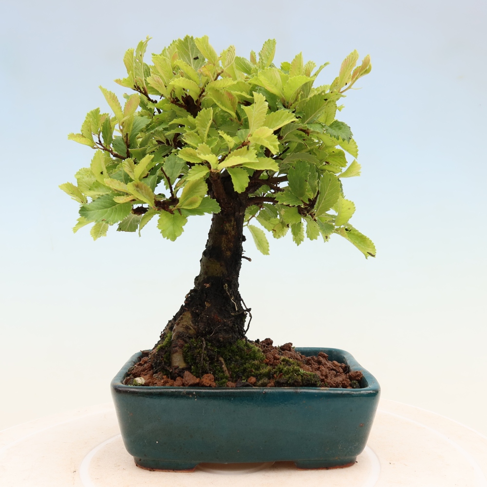 Vonkajšie bonsaje - Zelkova - Zelkova NIRE