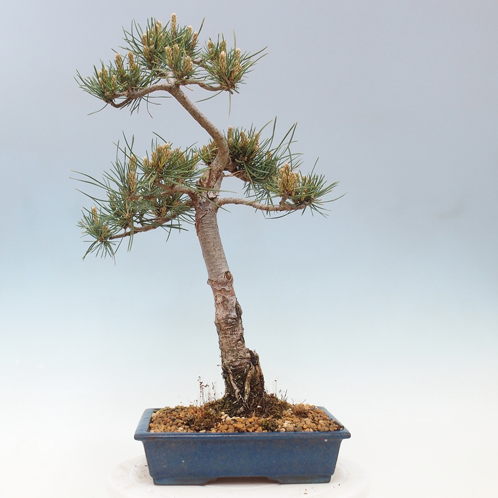 Vonkajšie bonsai - Pinus Sylvestris - Borovica lesná