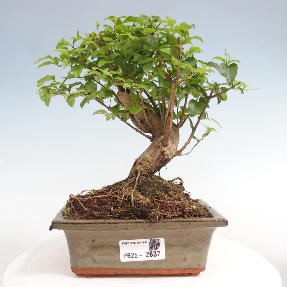 Izbová bonsai -Ligustrum chinensis - Vtáčí zob