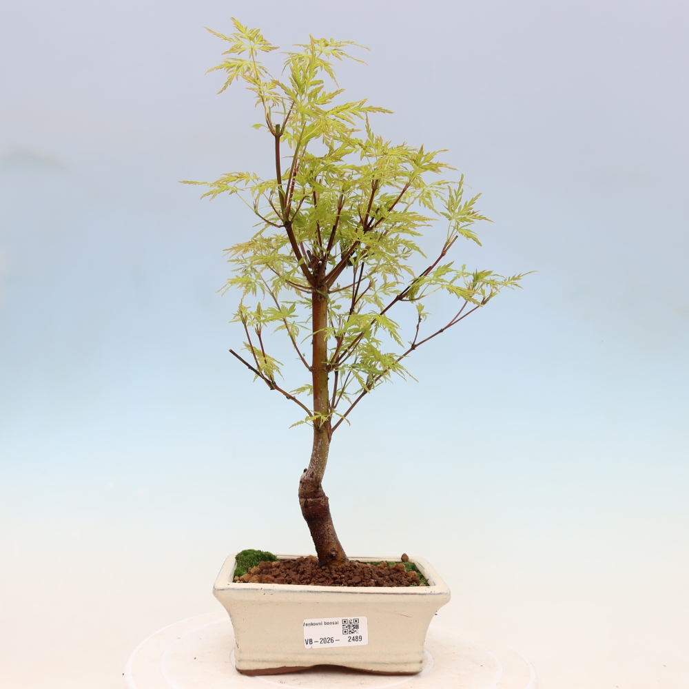 Vonkajší bonsai – Acer palmatum Dissectum – javor dlaňolistý 