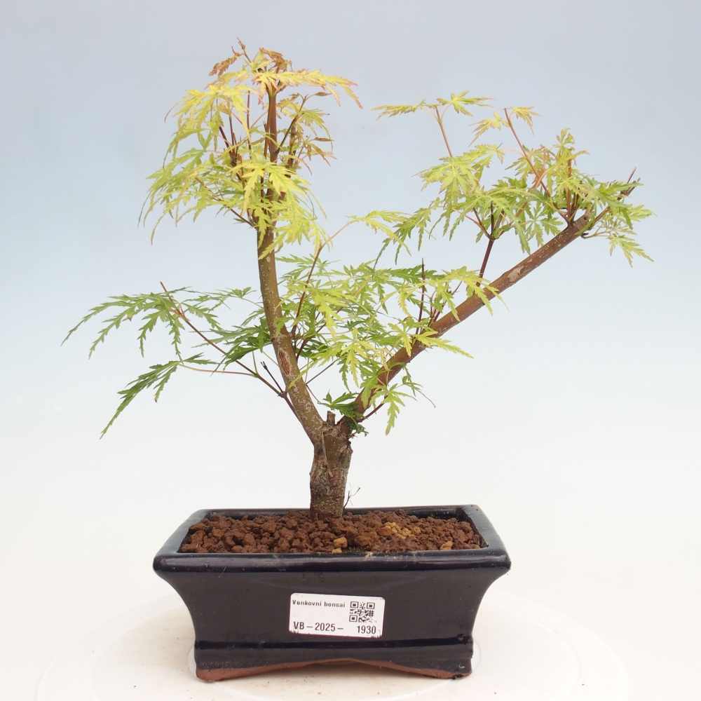 Vonkajšie bonsai - Acer palmatum Dissectum - Javor dlaňolistý 