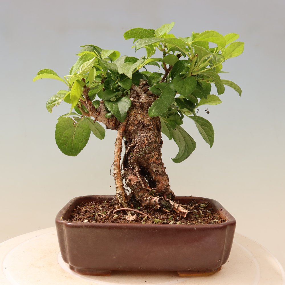 Vonkajšie bonsaje - Celastrus orbiculatus