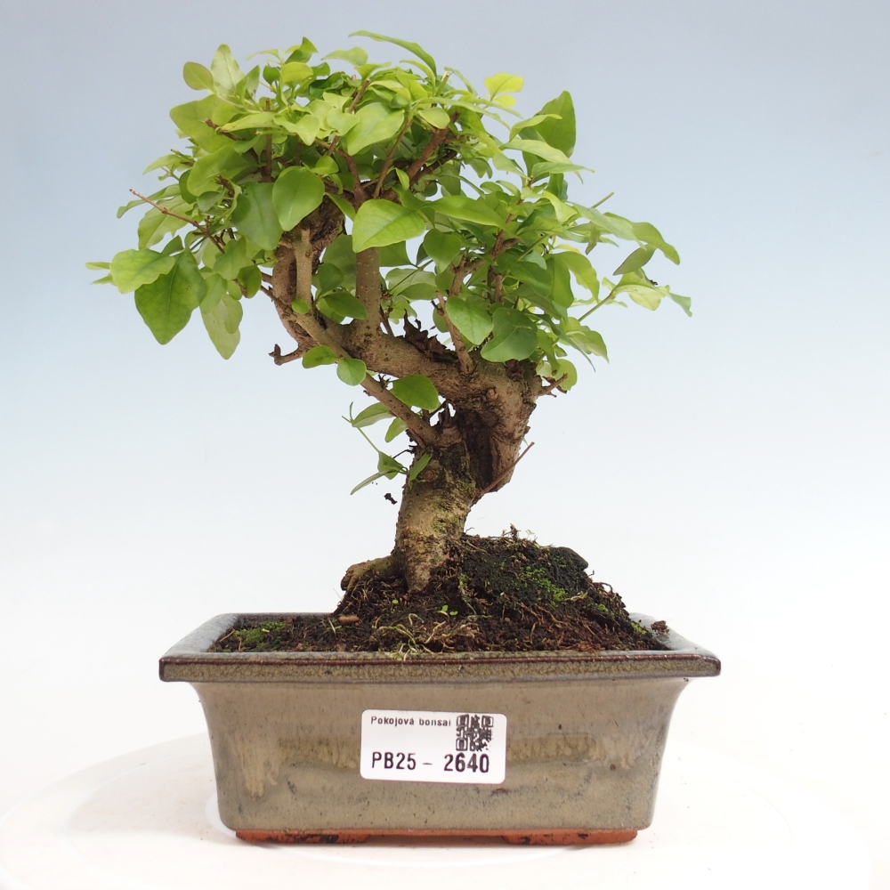 Izbová bonsai -Ligustrum chinensis - Vtáčí zob
