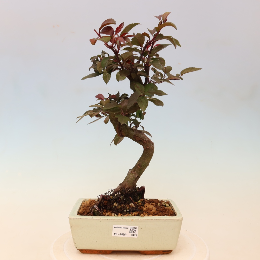 Vonkajšia bonsaj -Malus domestica - Maloplodá jabloň s červenými listami