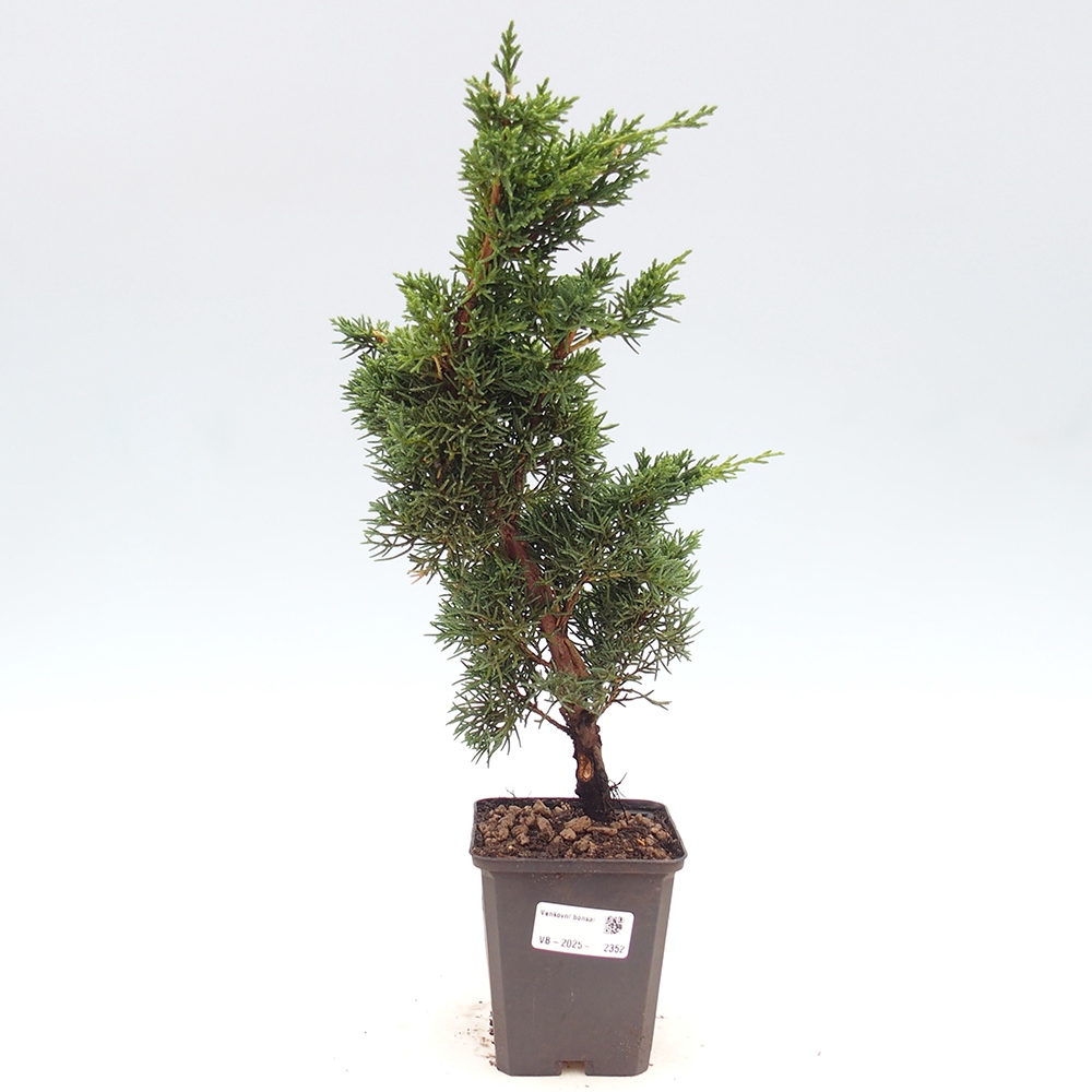 Vonkajšie bonsai - Juniperus chinensis Kishu -Jalovec čínsky
