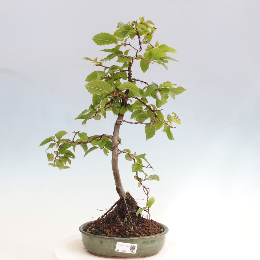 Vonkajší bonsai - Hrab obyčajný - Carpinus betulus