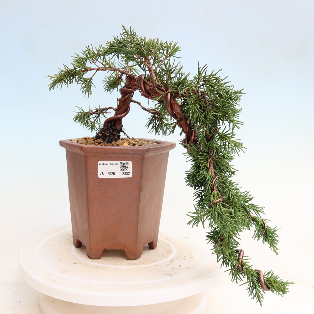 Vonkajší bonsaj - Juniperus chinensis Kishu