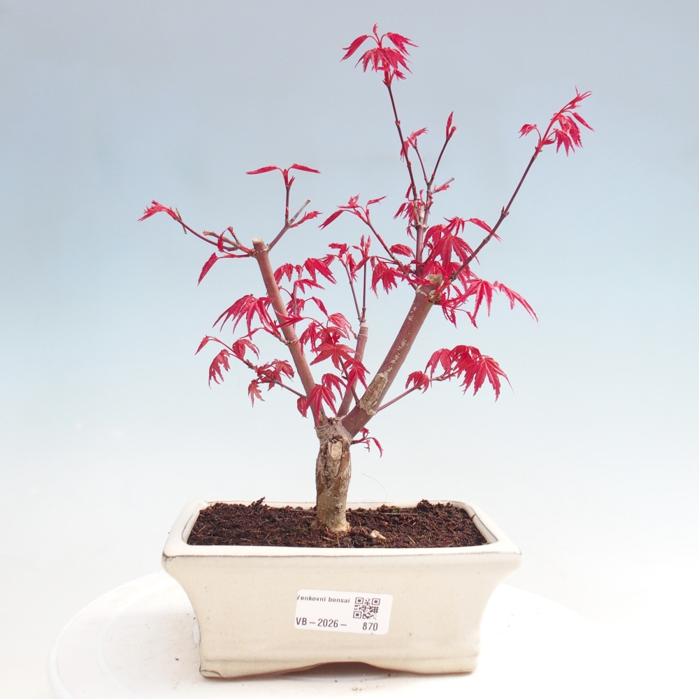 Vonkajší bonsaj - Acer palmatum DESHOJO