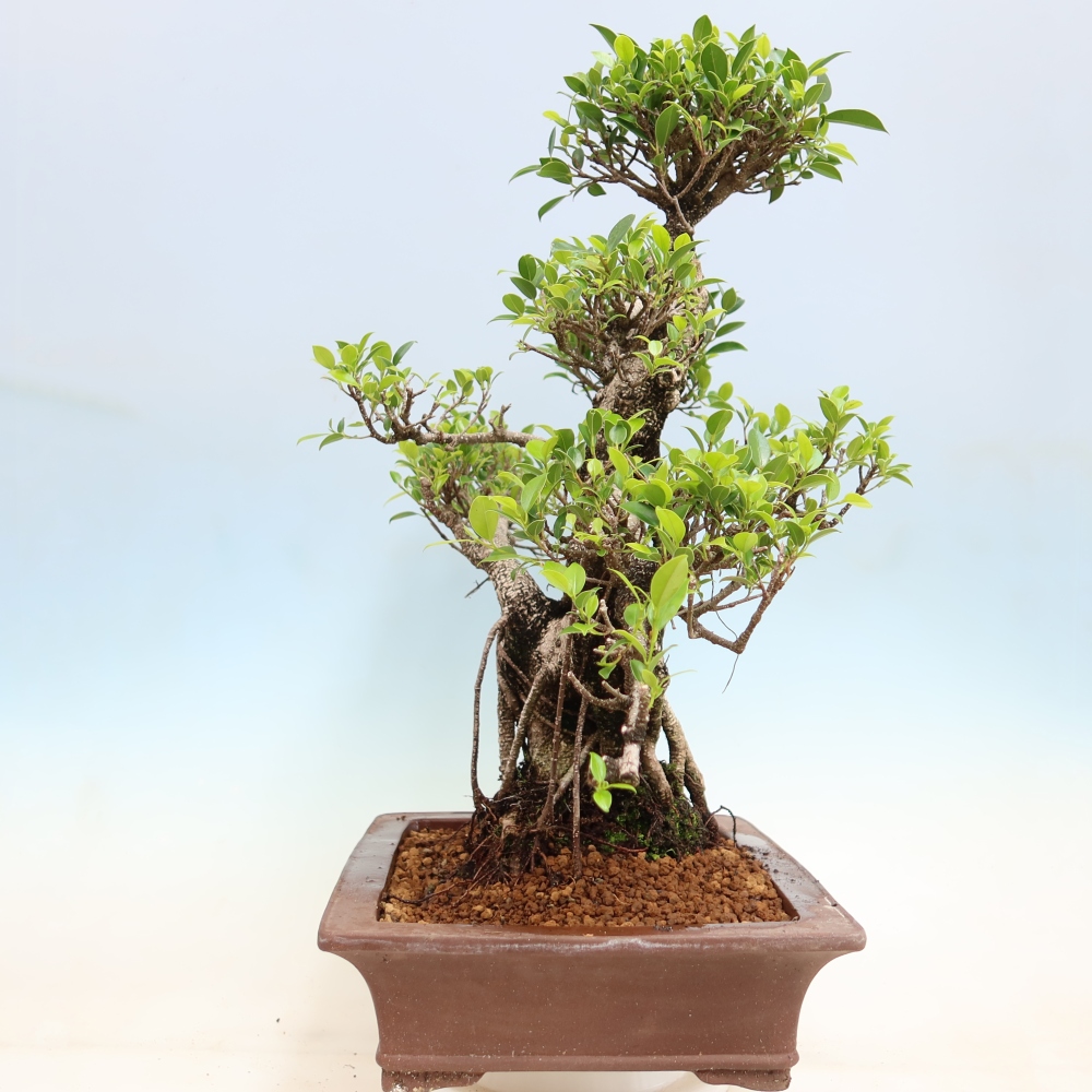 Izbové bonsaje - Ficus kimmen - drobnolistý fikus