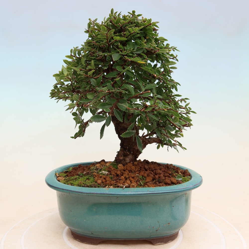 Vonkajšie bonsaje - Zelkova - Zelkova NIRE