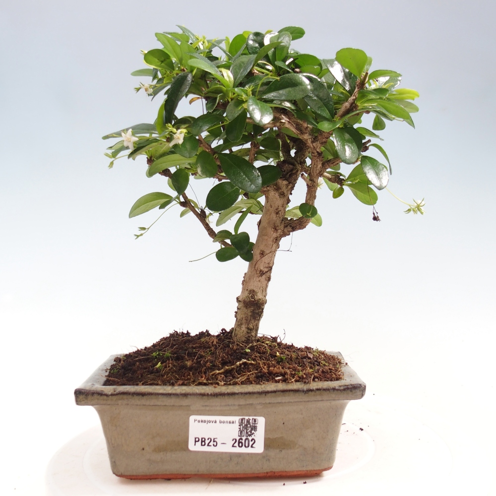 Izbová bonsai - Carmona macrophylla - Čaj fuki