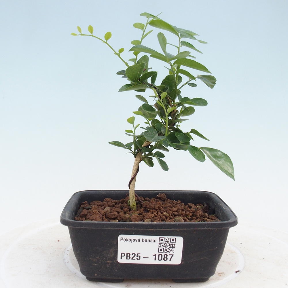 Izbová bonsai- Muraya paniculata