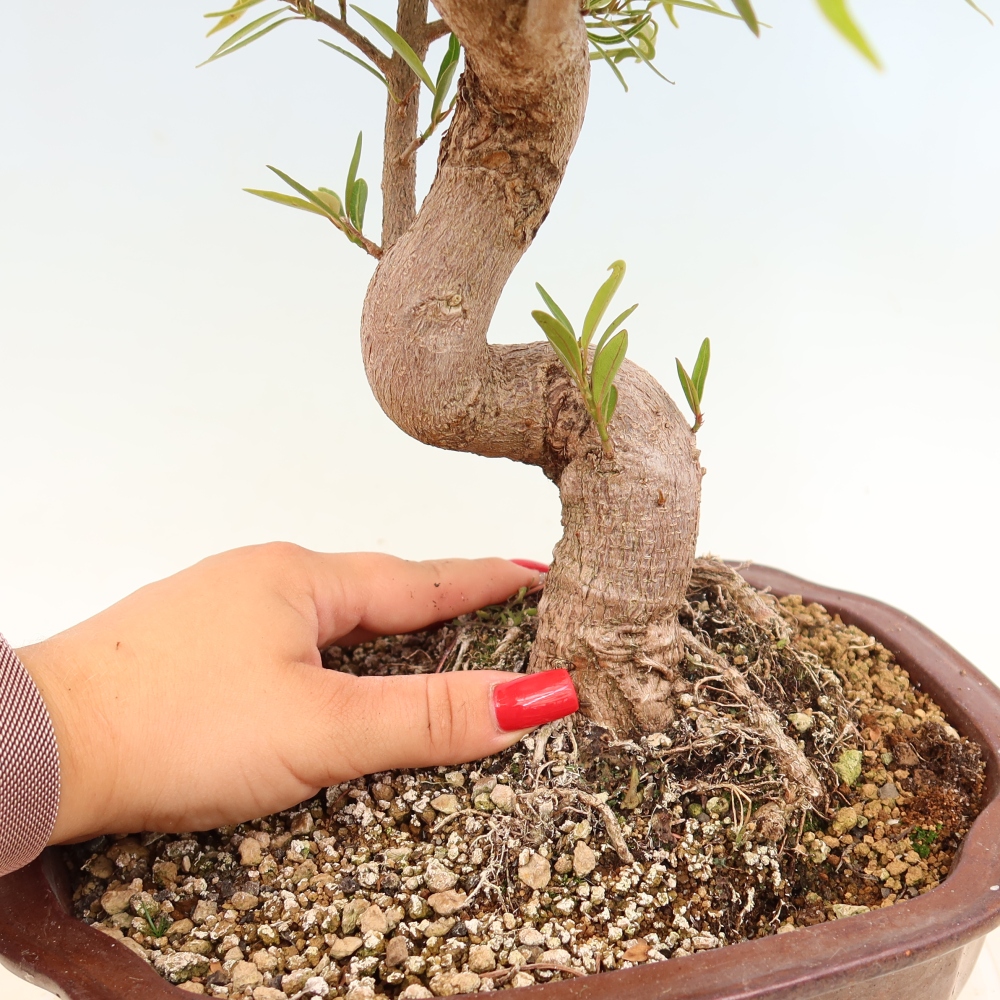 Izbové bonsaje - Ficus nerifolia - fíkus drobnolistý