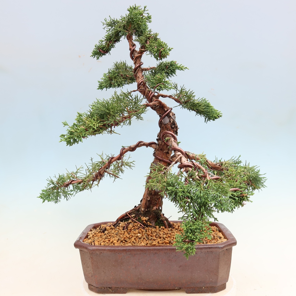 Vonkajší bonsaj - Juniperus chinensis Kishu