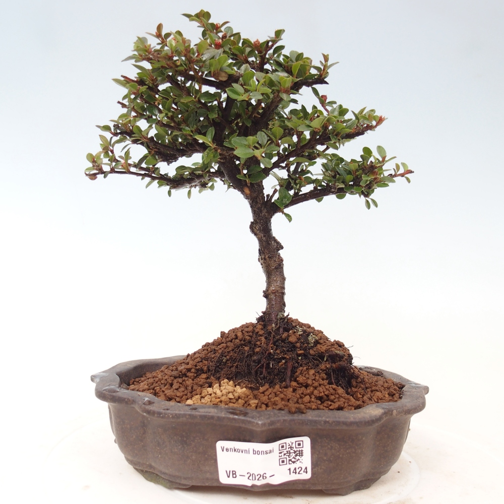 Vonkajšie bonsaje - Cotoneaster horizontalis - Skalnaté hory