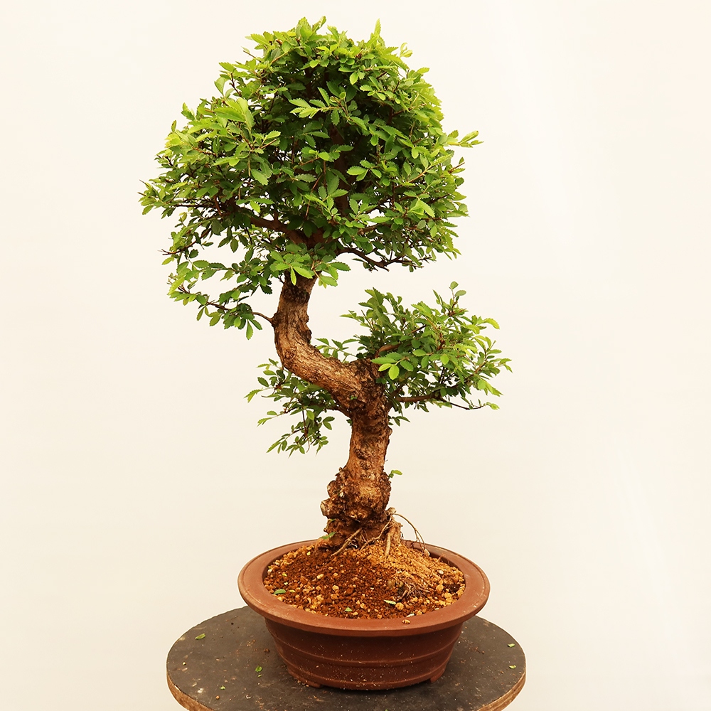 Vonkajšie bonsai - Zelkova - Zelkova NIRE