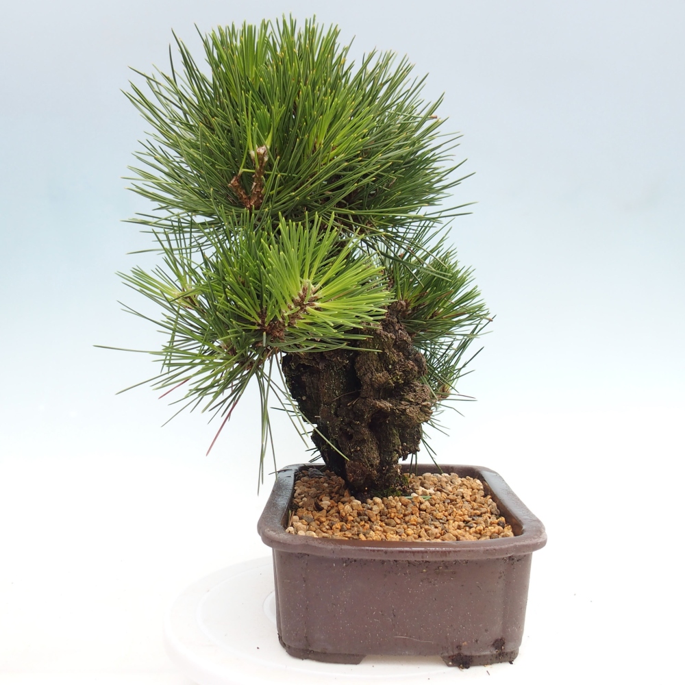 Vonkajší bonsai - Pinus thunbergii - Borovica thunbergova