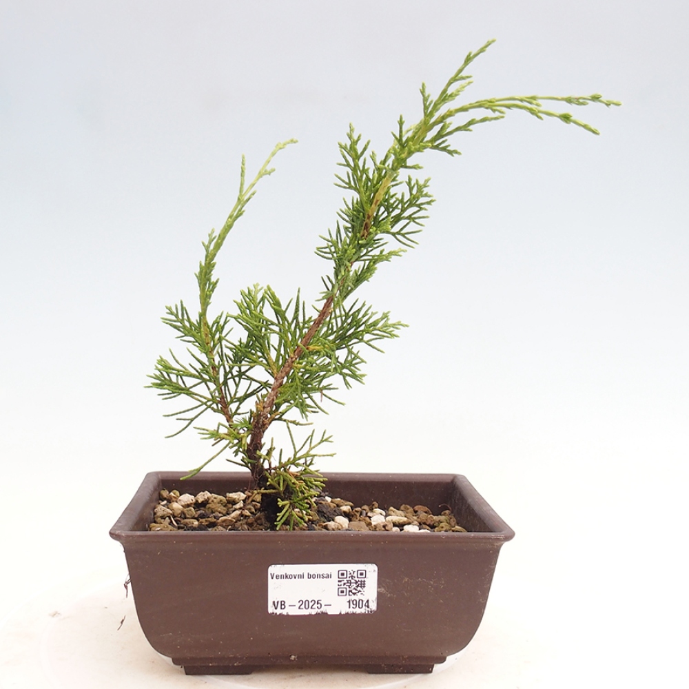 Vonkajší bonsai - Juniperus chinensis Itoigawa -Jalovec čínsky