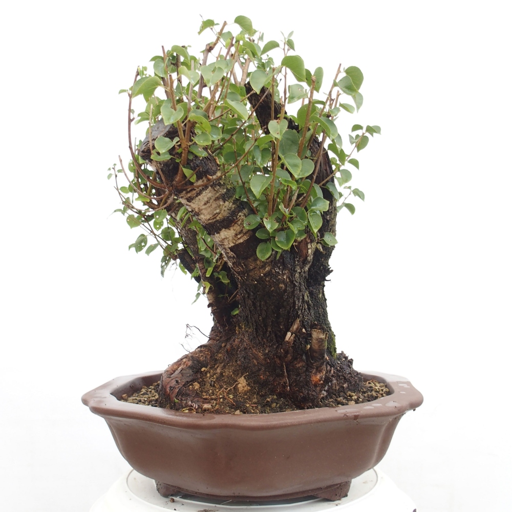 Vonkajšie bonsai - Mahalebka - Prunus mahalieb