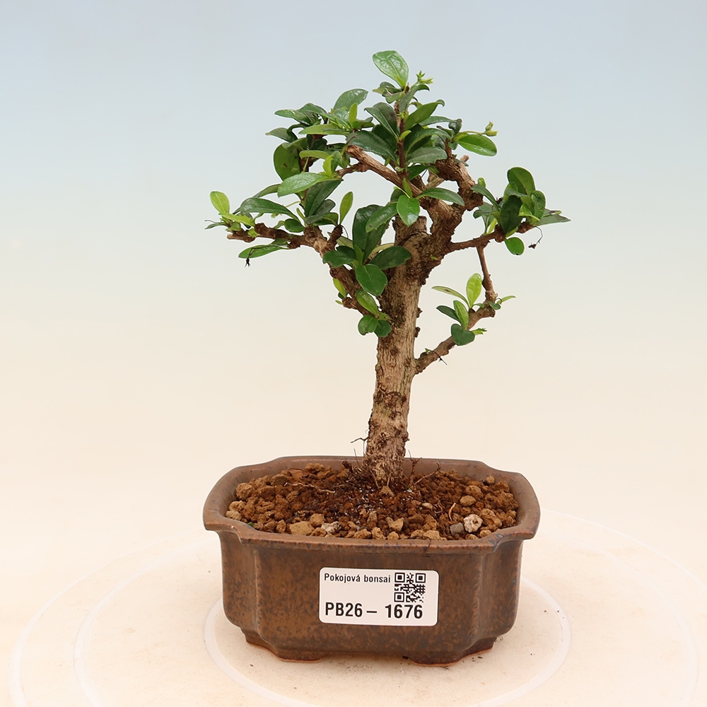 Izbové bonsaje - Carmona macrophylla - Tea fuki