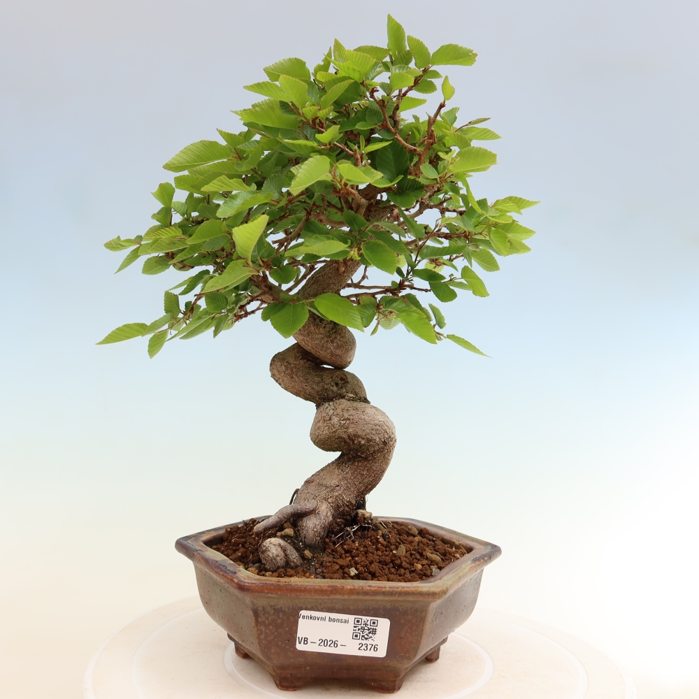 Vonkajší bonsaj -Carpinus coreana - Hrab kórejský