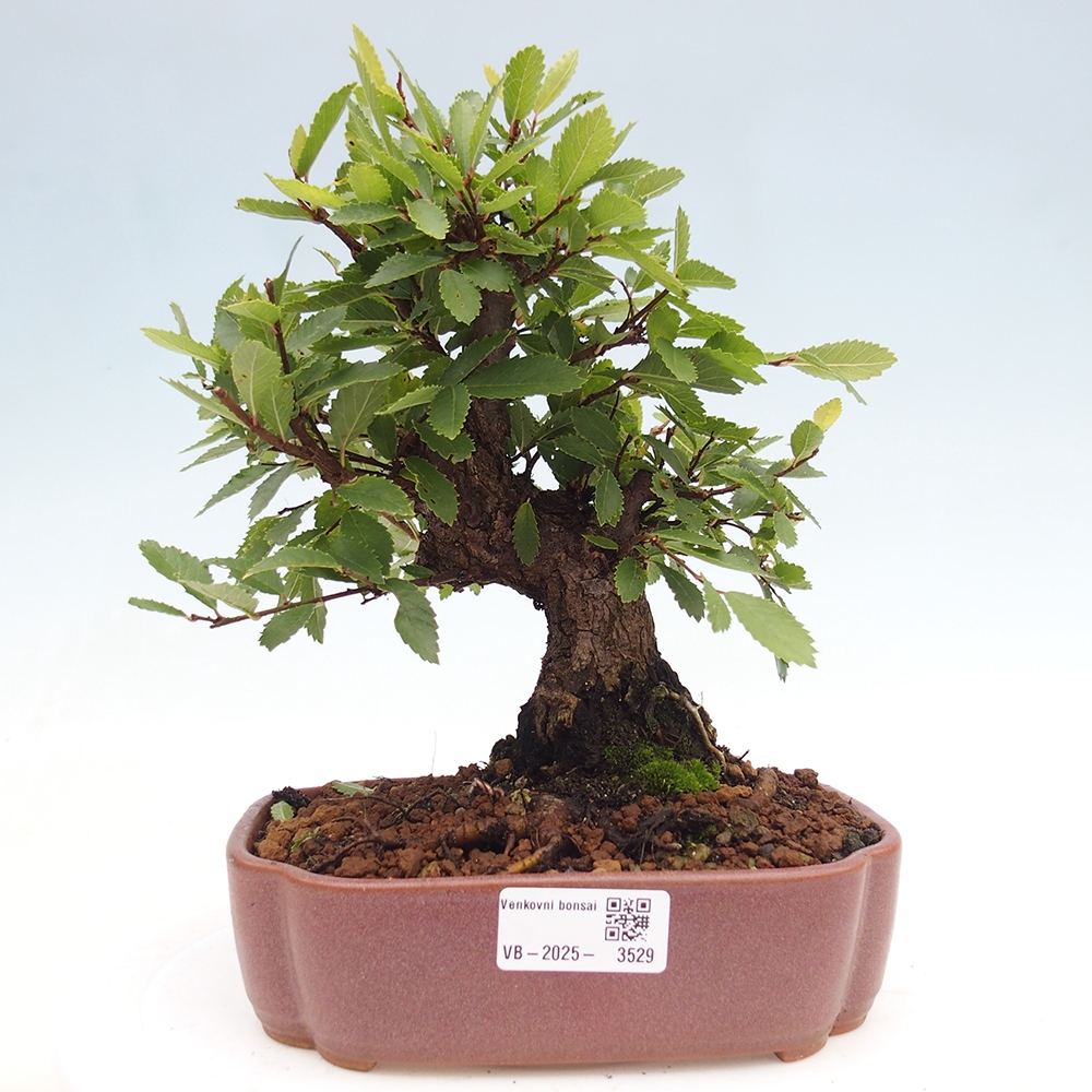 Vonkajšie bonsai - Zelkova - Zelkova serrata