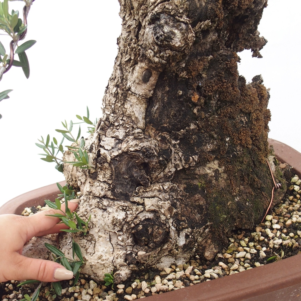 Izbová bonsai - Olea europaea sylvestris -Oliva evropská drobnolistá