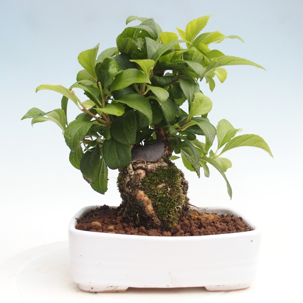 Vonkajšie bonsai - Celastrus Jesenec