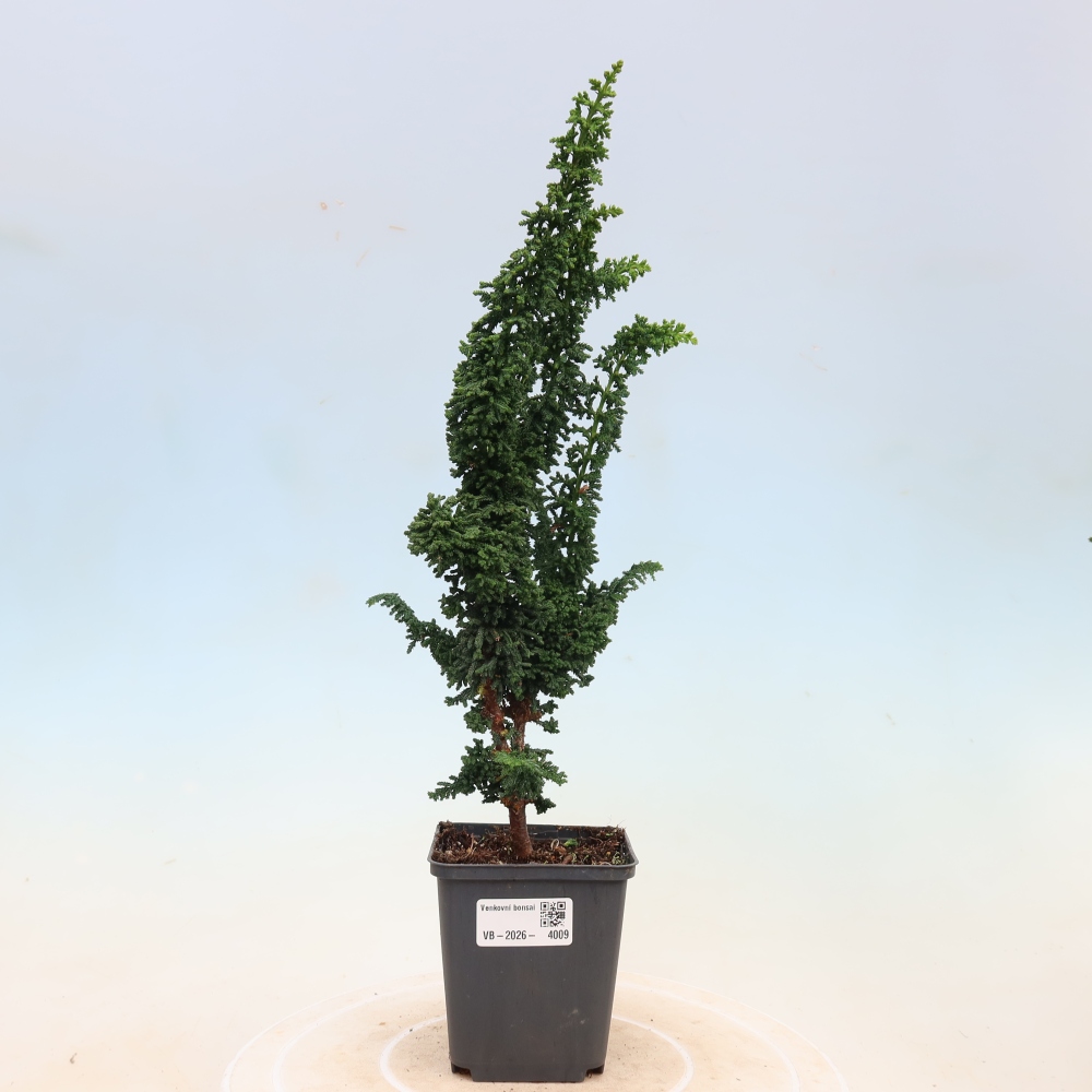 Vonkajší bonsaj - Cham. obtusa SEKKA HINOKI - Cypruštek
