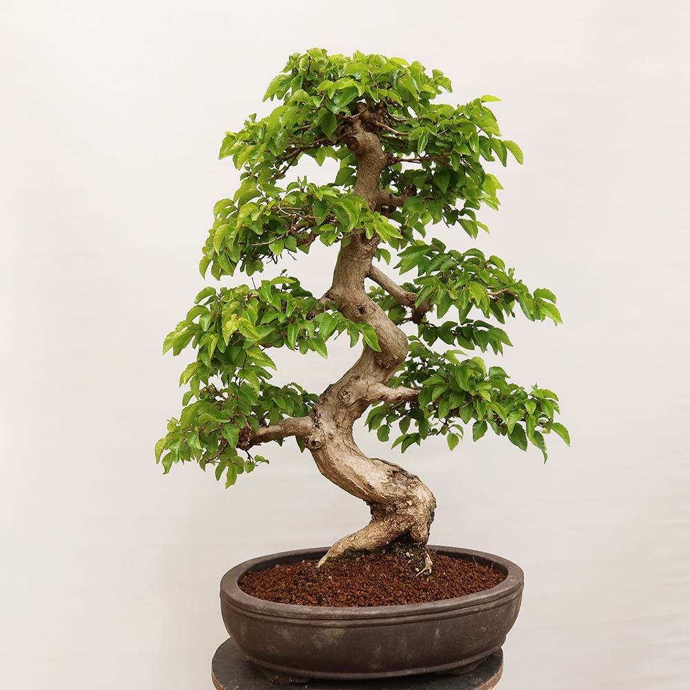 Vonkajší bonsai -Carpinus Coreana - Hrab kórejský