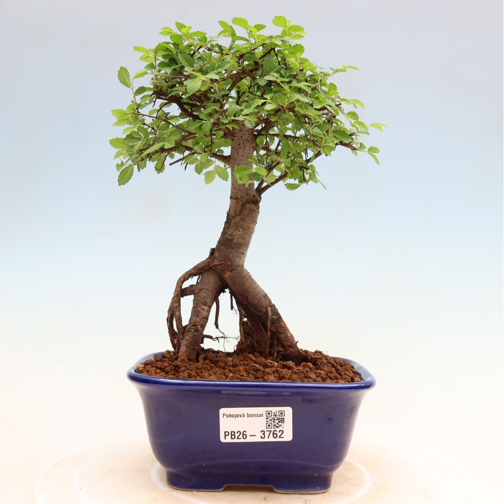 Izbový bonsaj - Ulmus parvifolia - brest malolistý