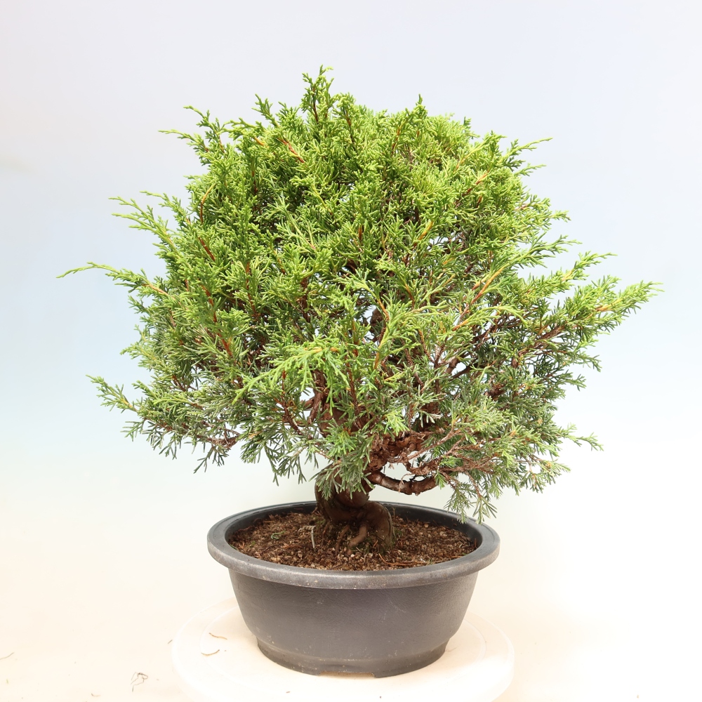Vonkajší bonsai – Juniperus chinensis Itoigawa – čínsky jalovec