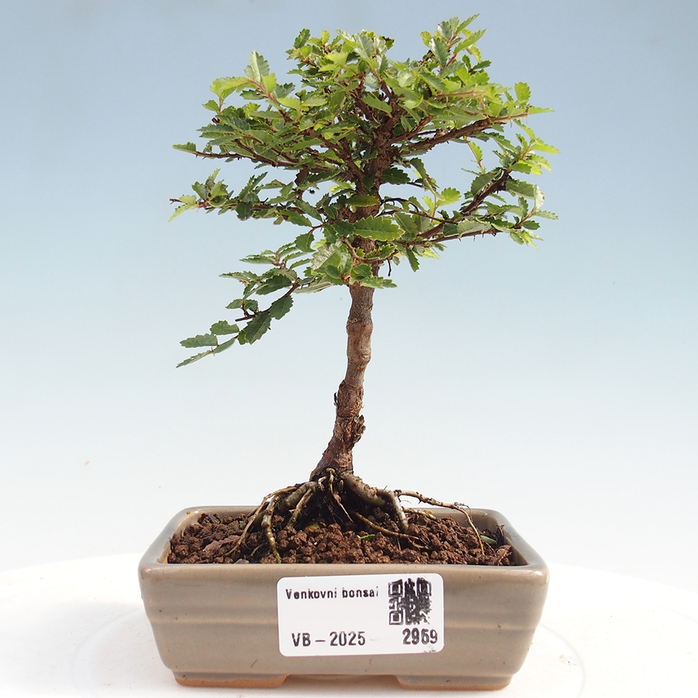 Vonkajší bonsai - Ulmus parvifolia Sagei - Malolistý brest