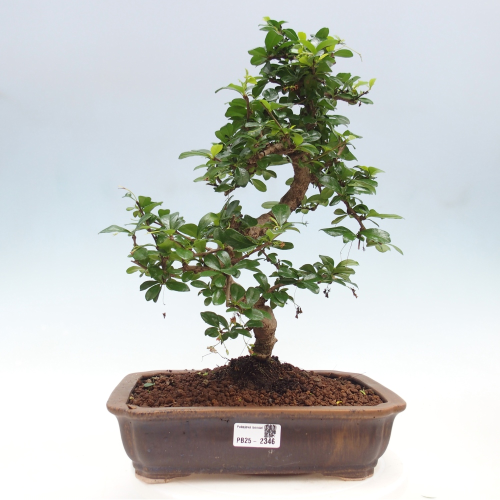 Izbová bonsai - Carmona macrophylla - Čaj fuki